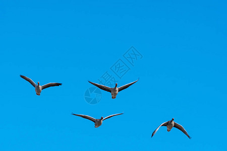在清澈的蓝天下飞行灰雁安瑟图片