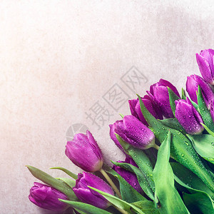 灰色背景的美丽的紫色郁金香复图片