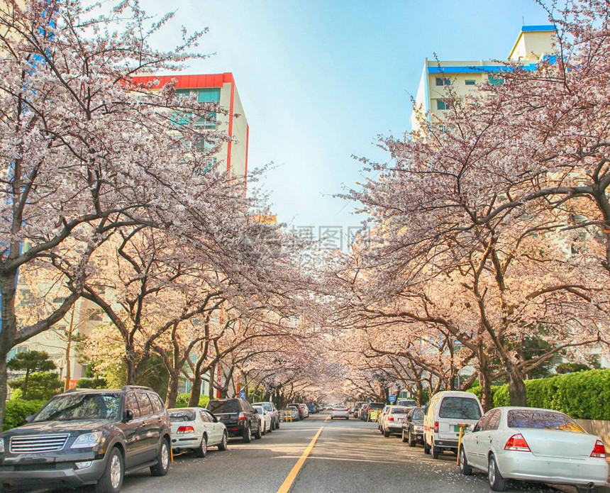 樱花盛开在南川洞水营区釜山图片