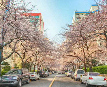 庆尚南道樱花盛开在南川洞水营区釜山背景