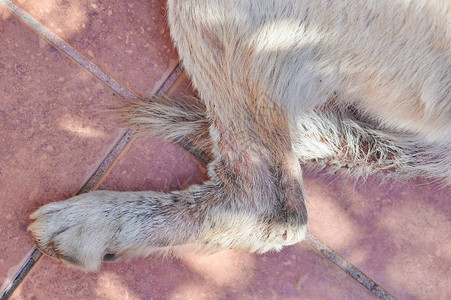 从真菌近距离观察伤口的狗腿图片