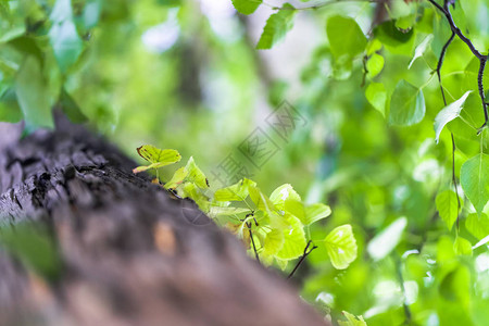 沿树干拍摄的宏小绿叶生长在树干上壁背景图片