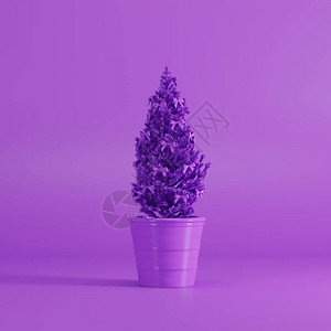 紫色的圣诞彩色植物在紫色背景单图片