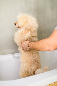 在沙龙洗澡的微型贵宾犬图片