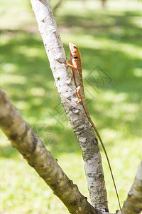 棕色蜥蜴亚洲蜥蜴图片