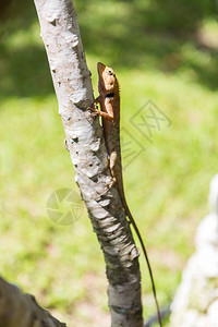 棕色蜥蜴亚洲蜥蜴图片