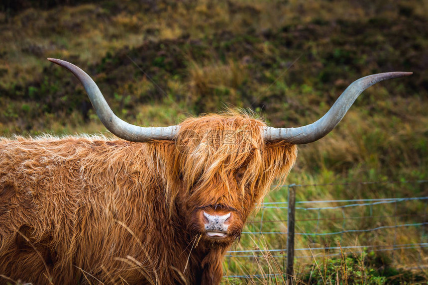苏格兰黑苏格兰高原牛在苏格兰的田野里图片