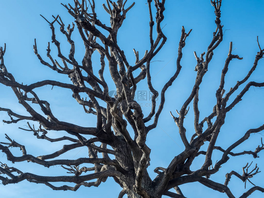 死树干枝在蓝天背景图片
