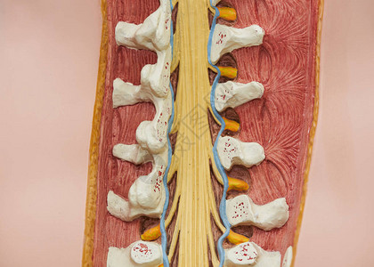 从人造胸腰椎模型背面看图片