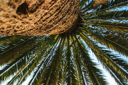 一棵棕榈树干和树皮图片