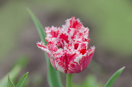 郁金香毛圈季节性美丽高清图片