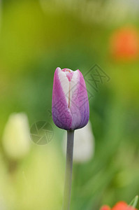 紫色郁金香带有乳白色的调郁金香品种枫丹白露图片