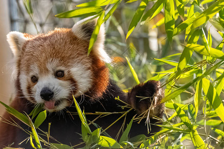 红熊猫吃竹子可图片