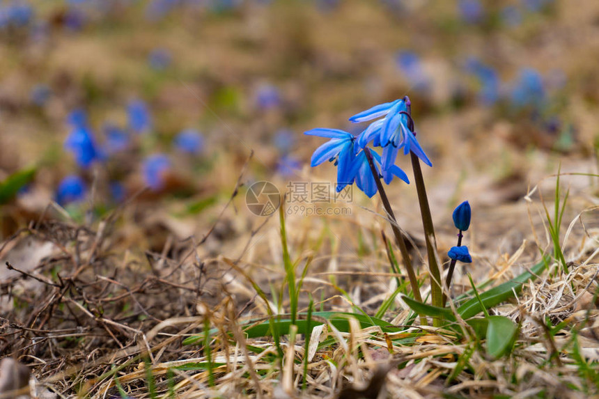 阳光明媚的春日森林里的蓝色雪花莲图片