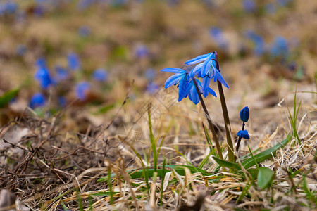 阳光明媚的春日森林里的蓝色雪花莲图片