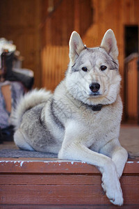 白猎犬品种Laika图片