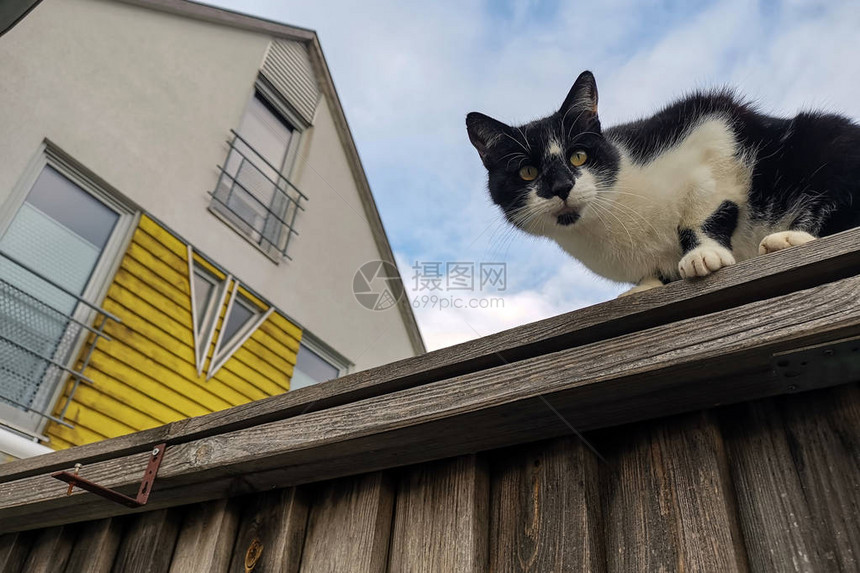 猫坐在高的栅栏上向下看图片