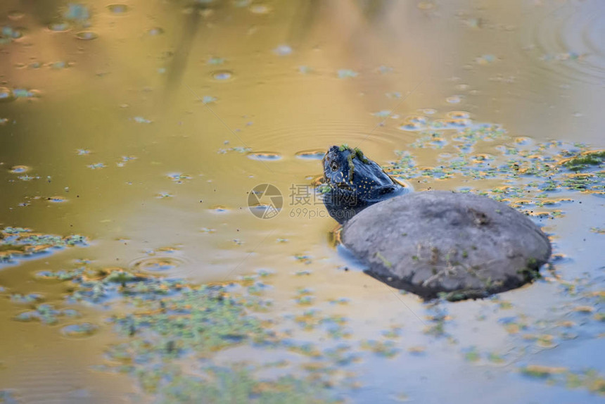 欧洲池塘海龟或Emys或双眼海龟在池图片