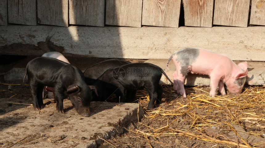 小猪在农场的院子里玩耍和快乐地奔跑有趣的猪小猪崽在院子里玩耍小猪住在村里的农场仔猪图片
