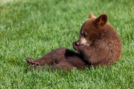 一只可爱的小棕熊坐在阳光下的绿春草旁咀嚼图片