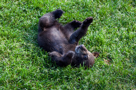 一只可爱的小黑熊宝躺在图片