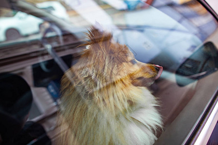 一只小的设得兰群岛牧羊犬从车窗外望去图片