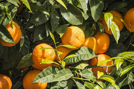 有成熟水果的普通话树普通话橙子背景图片