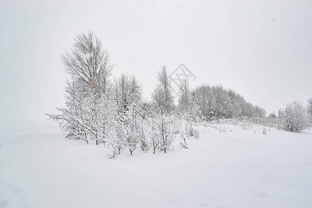 冬季景观与雪背景上的对比树木图片
