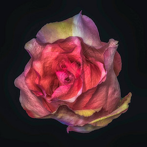 超现实主义色彩静物花卉宏观花卉肖像图片