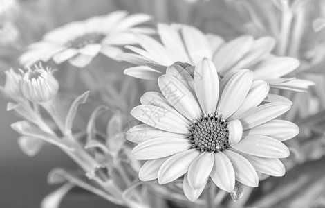 美术静物花卉单色宏观肖像图片