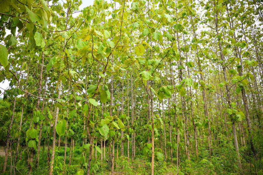 种植茶叶田间植物的树林Teak树种图片