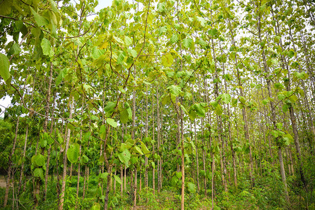 种植茶叶田间植物的树林Teak树种图片