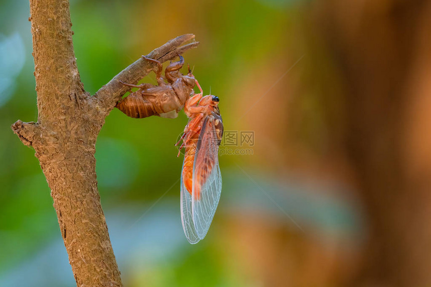 Cicada用多彩的模糊背景图片
