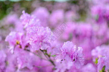 美丽的粉红色Rhododendendron图片