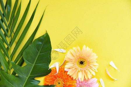 黄色背景上的鲜春夏花框组合彩色非洲菊花和图片