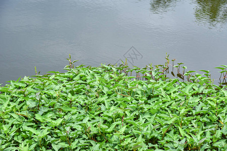 清晨光荣在水面池塘自然河流图片