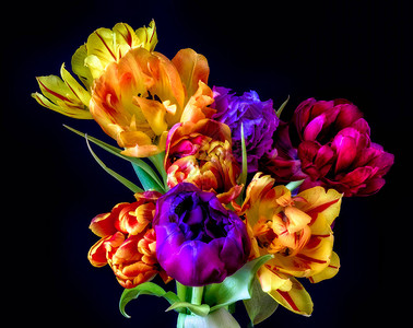 黑色背景中开花郁金香花束的美术花卉静物花卉宏图片