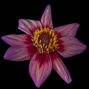 美术静物花卉宏的紫红色孤立的单朵盛开的大丽花在黑色背景上图片