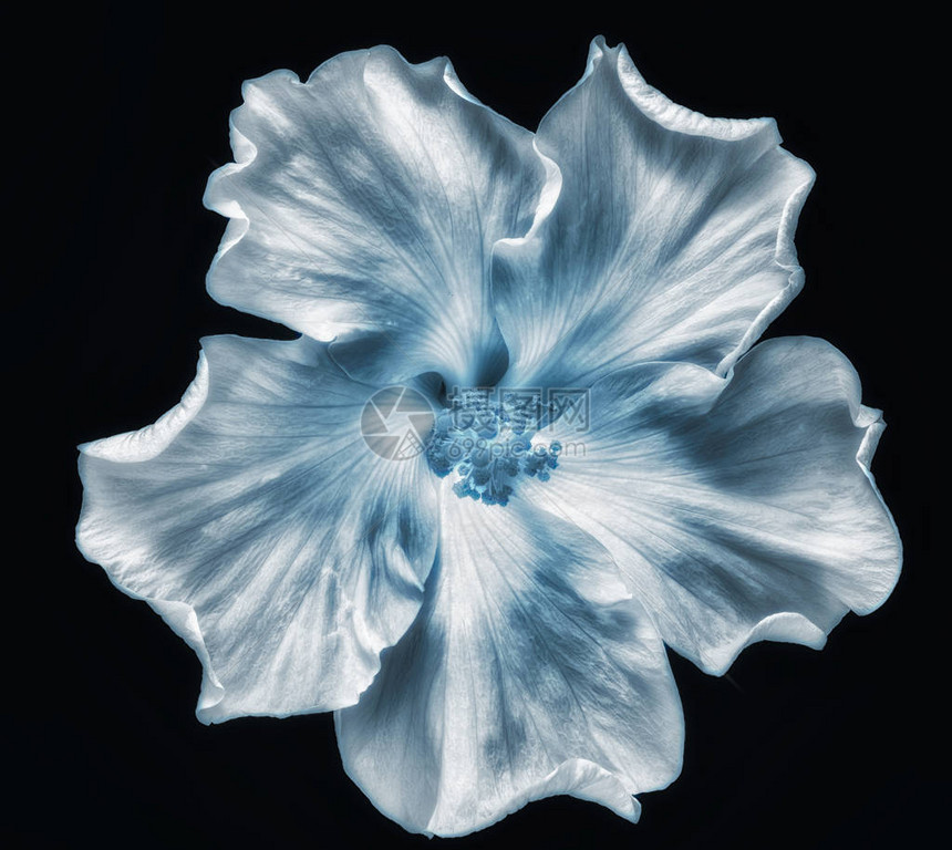 美术静物花卉单色微距花卉摄影图片