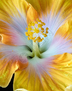 花朵颜色的花朵宏观图画单片开阔的黄碧须花朵图片