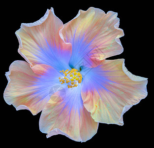 美术静物花卉柔和色彩宏观花卉摄影图片