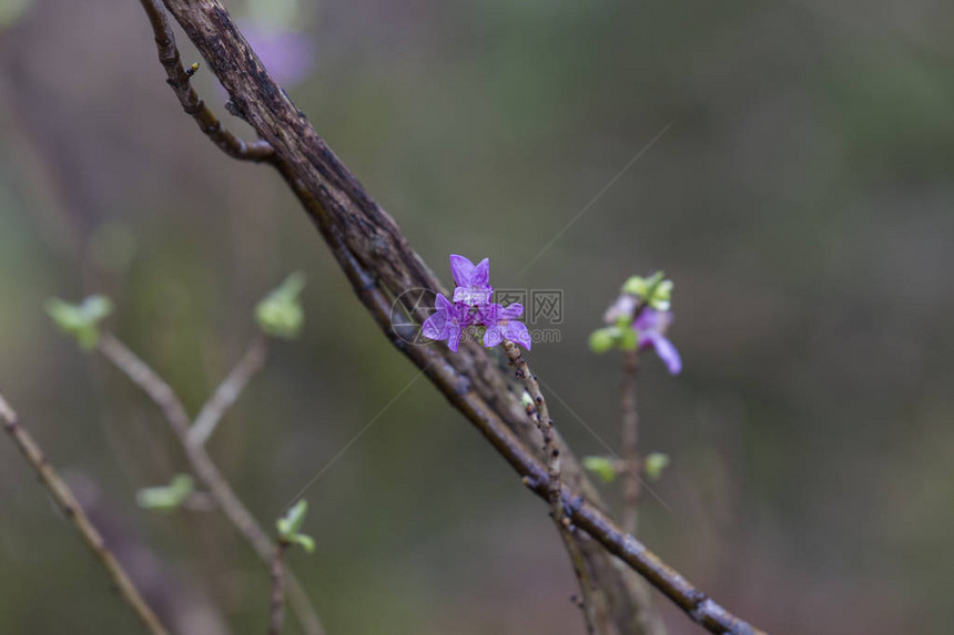 Daphne紫花上的雨滴有图片
