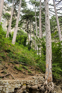 瀑布的克里米亚森林和山地景观图片