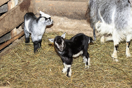 谷仓里有一头山羊和三只小山羊图片