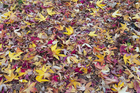 地上的黄红落叶图片