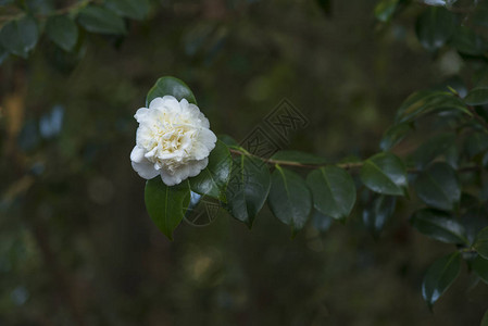 在郁葱的绿色植物中盛开的白花特写镜头图片