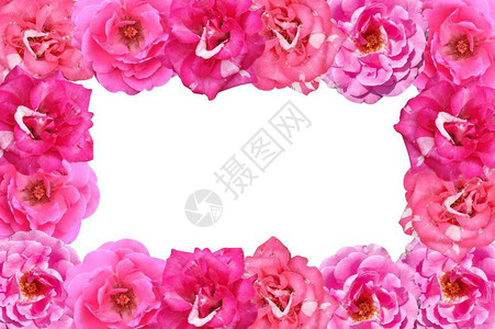 白色背景上的粉红色玫瑰花框图片