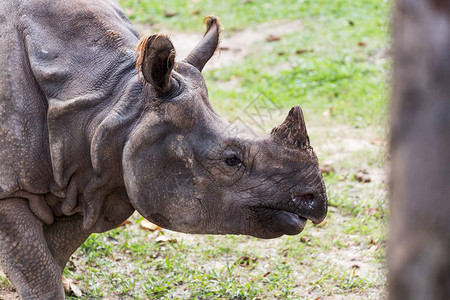 濒临灭绝的大印度犀牛独角犀牛图片