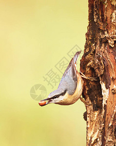 关闭欧亚五子雀Sittaeuropaea与一个花生在喙反对五颜六色图片