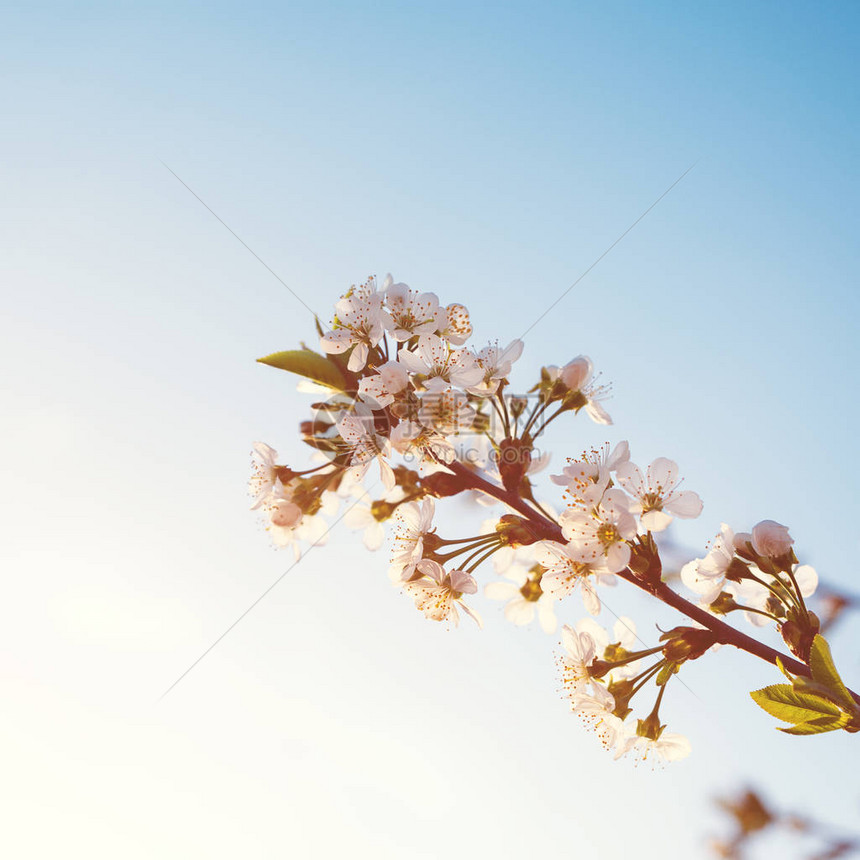 在蓝天的春天开花的树枝春天的花朵春天贺图片